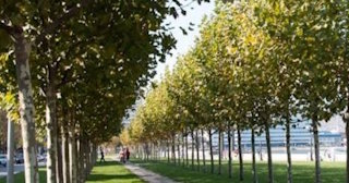 Профессиональная посадка деревьев и кустарников в Кузнецке в октябре